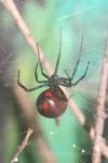 Southern black widow