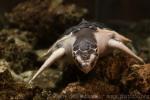 Kemp's ridley sea turtle