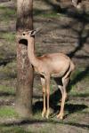 Southern gerenuk