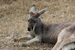 Red kangaroo