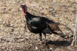 Wild turkey