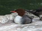 Goosander