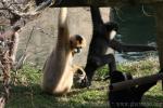 Northern white-cheeked crested gibbon