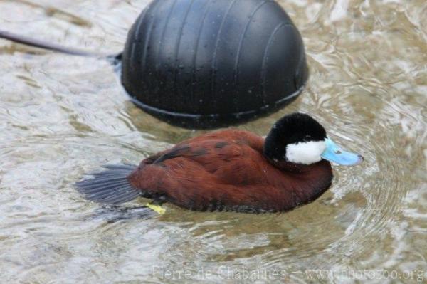 Ruddy duck