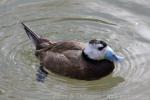 White-headed duck