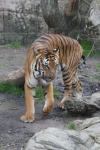 Mainland (Malayan) tiger