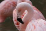 Chilean flamingo