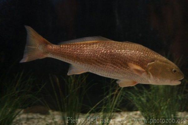 Red drum