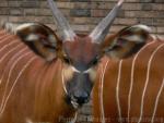 Eastern bongo