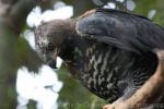 African crowned eagle