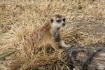 Slender-tailed meerkat