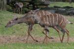 Southern lesser kudu