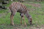 Southern lesser kudu