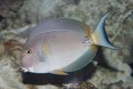 Palelipped surgeonfish