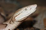 Broad-banded copperhead