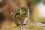 Harris's antelope squirrel