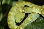 Variable bush viper