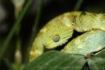 Variable bush viper