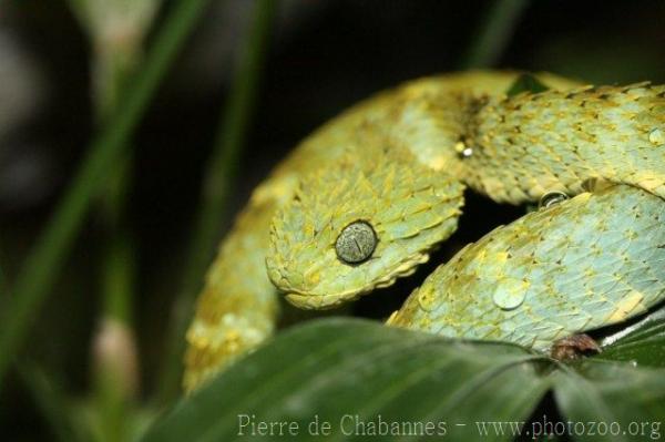 Variable bush viper