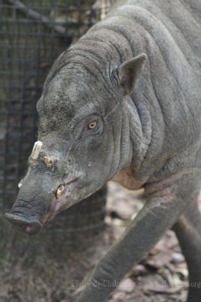 Sulawesi babirusa