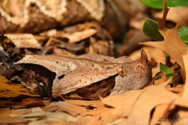 West-African gaboon viper