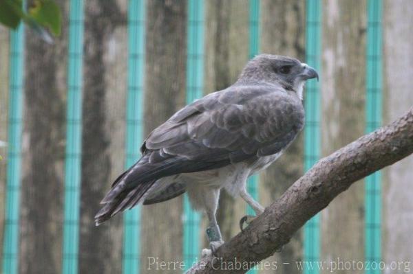 Hawaiian hawk