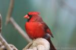 Northern cardinal