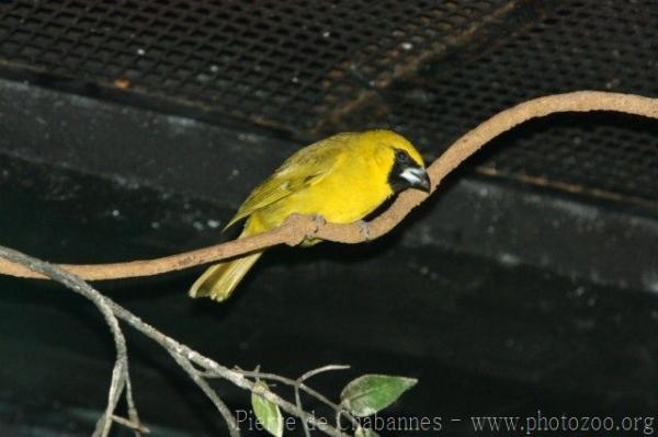 Yellow-green grosbeak