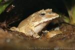 Solomon Island leaf frog