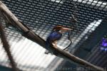 African pygmy-kingfisher