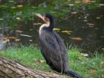 White-breasted cormorant *