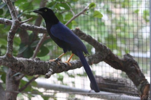 Purplish-backed jay