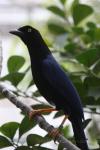 Purplish-backed jay