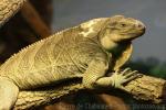 Anegada ground iguana