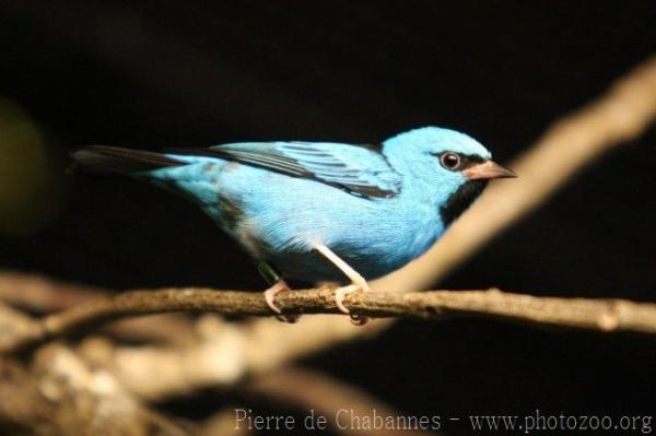 Blue dacnis