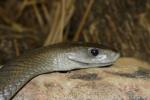 Black mamba