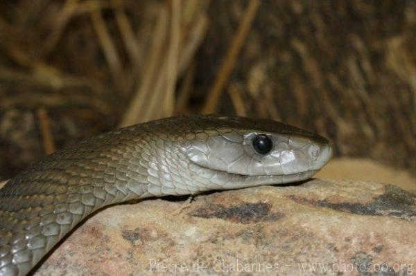 Black mamba