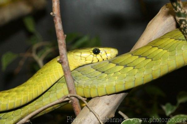 Western green mamba