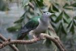 White-eyed imperial-pigeon