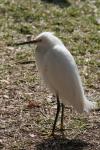 Snowy egret