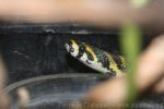 Mandarin ratsnake