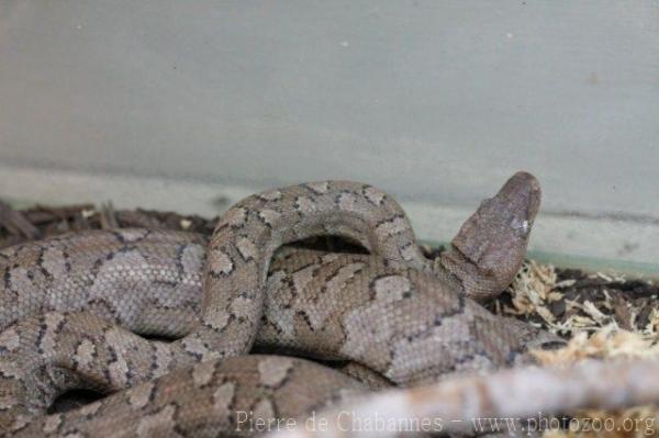 Virgin Islands boa