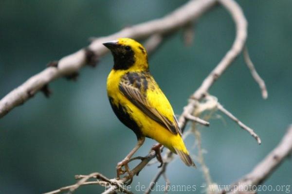 Yellow-crowned bishop