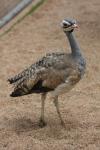 White-bellied bustard