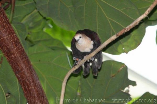 White-throated ground-dove