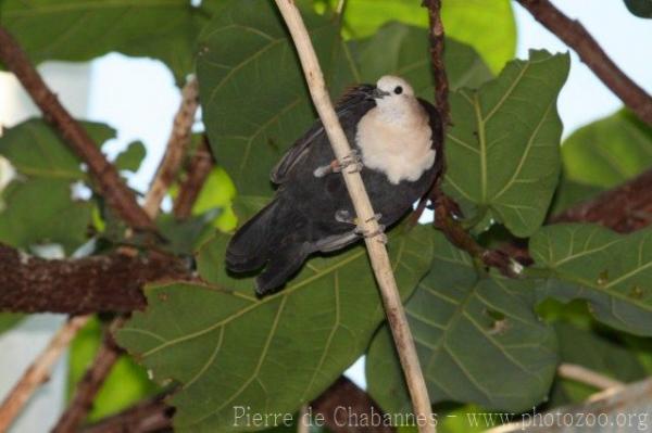 White-throated ground-dove