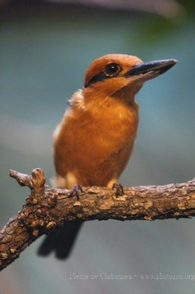 Guam kingfisher