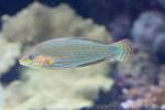 Tail-spot wrasse