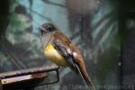 Orange-breasted trogon