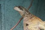 Weber's sailfin lizard